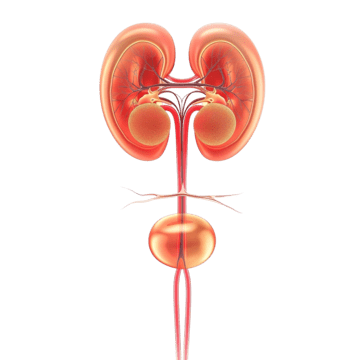 kidneys